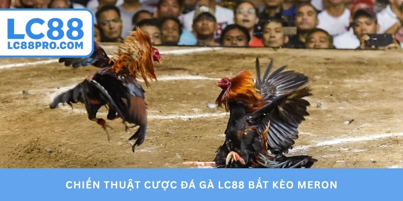Chiến thuật cược đá gà LC88 bắt kèo Meron