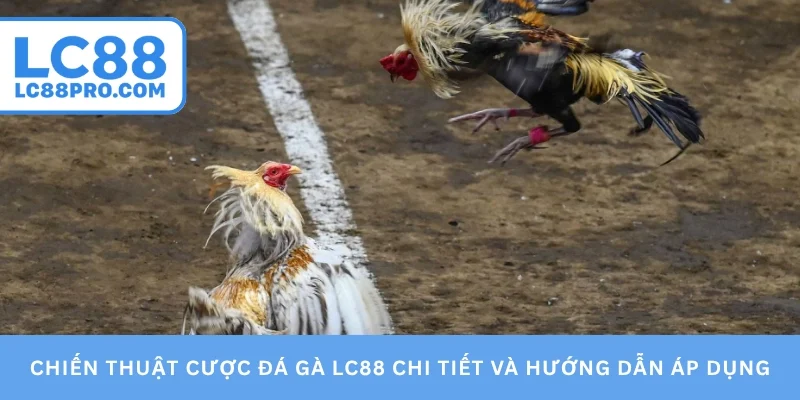 Chiến thuật cược đá gà LC88