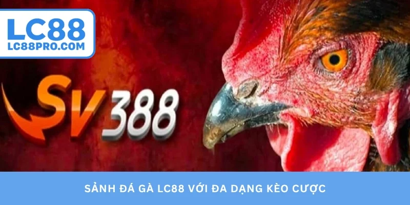Sảnh đá gà LC88 với đa dạng kèo cược